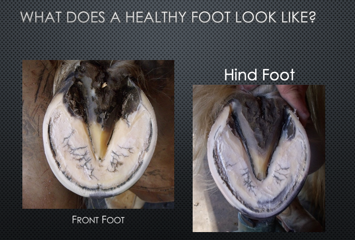 What does a healthy foot look like?